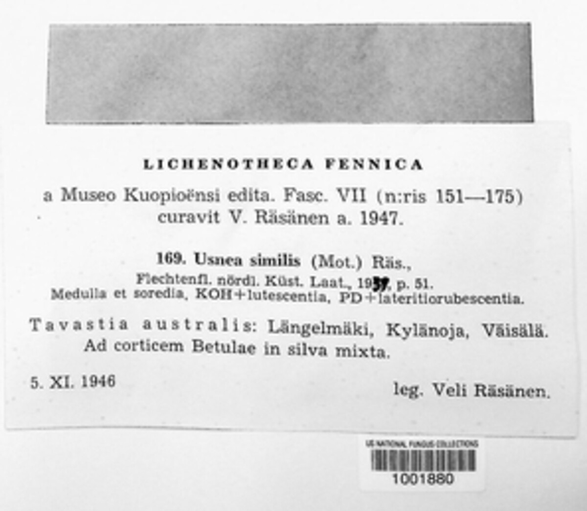 Usnea subfloridana image